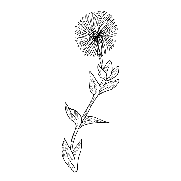 Botanical drawing of Sceletium tortuosum