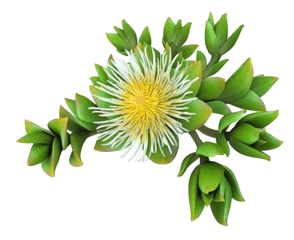 Sceletium flower botanical background
