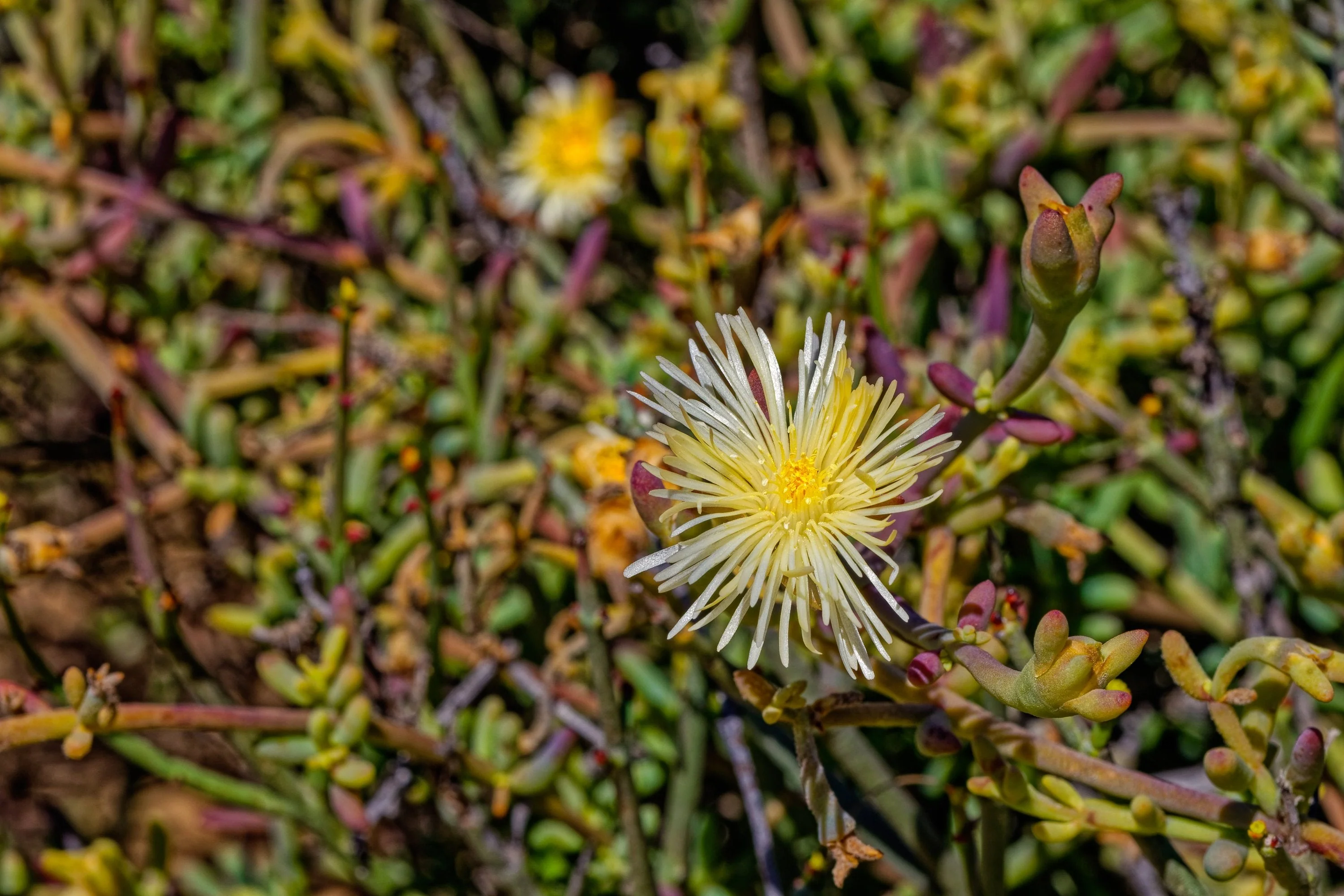 Sceletium plant in flower with warm natural color and botanical detail